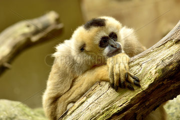 White-cheeked gibbon female on a branch