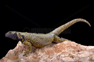 Neuguen mountain lizard (Phymaturus dorsimaculatus)  Neuguen  Argentina