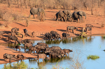Elephants and Buffaloes at waterhole - Zimbabwe Hwange