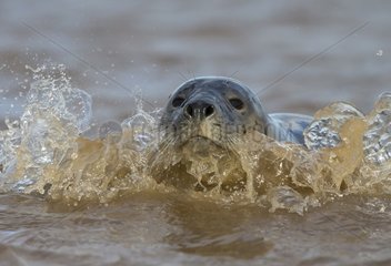 Common seal (Phoca vitulina)  Seal in the sea  England  Winter