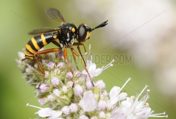 Thick-headed Fly (Conops quadrifasciatus)  2015 July 21  Northern Vosges Regional Nature Park  declared a World Biosphere Reserve by UNESCO  France
