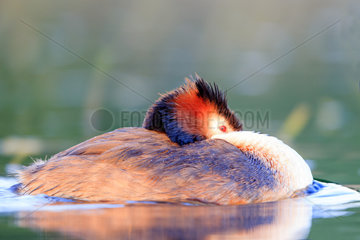 Great Crested Grebe on water at dawn - La Dombes France