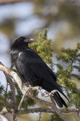 Common Raven (Corvus corax). Swamp Canyon  Bryce Canyon National Park  Utah