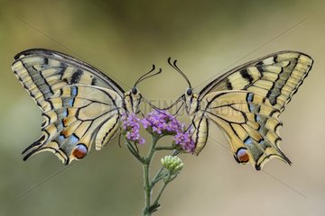 Two butterflies on a flower - Two podalirius on a flower