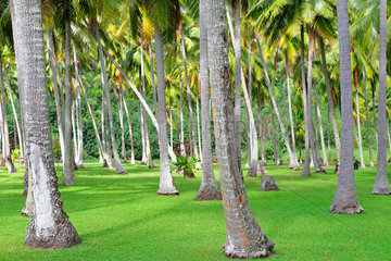 Coconut tree plantation - Moorea French Polynesia