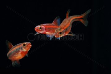 (Notropis Chrosomus) red coloring Fish a day before spawning