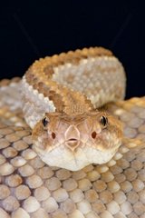 Aruba rattlesnake (Crotalus durissus unicolor)  Aruba