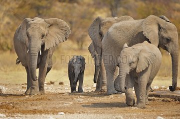 African Bush Elephant (Loxodonta africana)  Namibia