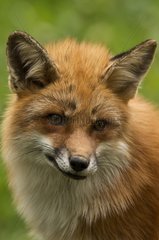 Fox (Vulpes vulpes) . Skånes Dyrepark  in captivity. Sweden in June