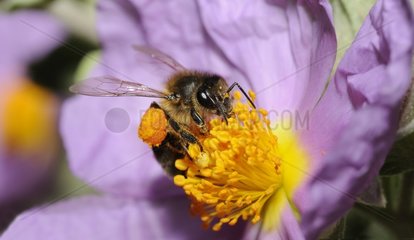 Honey Bee (Apis mellifera) on Cistus  2015 May 23  Northern Vosges Regional Nature Park  France  ranked World Biosphere Reserve by UNESCO  France