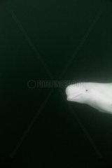 Underwater view of Beluga Whale swimming near mouth of Hudson Bay  Churchill  Manitoba  Canada