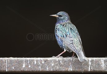 Starling (Sturnus vulgaris)  Starling perched on a fence  England  Winter