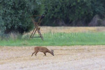 Western Roe Deer (Capreolus capreolus)  Roebuck  In Background a Deerstand  Hesse  Germany  Europe