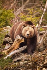 Brown bear (Ursus arctos)  Bavarian Forest National Park  Germany
