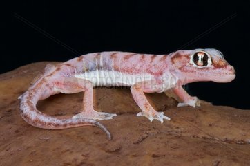Web-footed gecko (Pachydactylus rangei)  Namibia