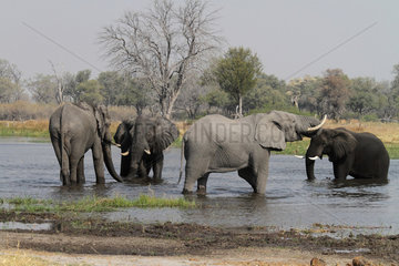 African Elephants in water - Moremi Botswana