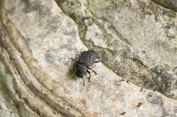 Darkling beetle (Bolitophagus reticulatus) on fungus. Vallø  Denmark in June