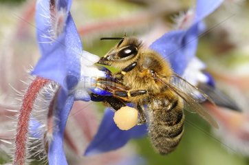 Honey Bee (Apis mellifera) on Borage  2015 May 12  Northern Vosges Regional Nature Park  France  ranked World Biosphere Reserve by UNESCO  France