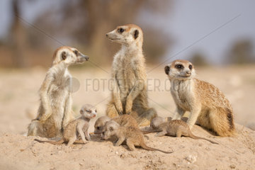 Meerkats with very young pups - Kalahari South Africa
