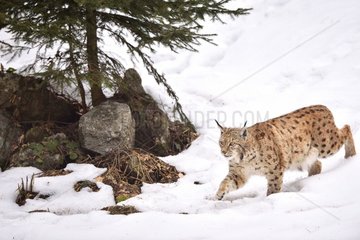 Eurasian lynx walking in snow  Bayerischer Wald Park; Germany