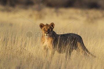 Lion (Panthera leo) - Cub in the early morning. Etosha National Park  Namibia.