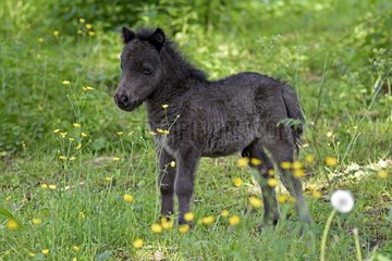 Pony Foal in the meadow