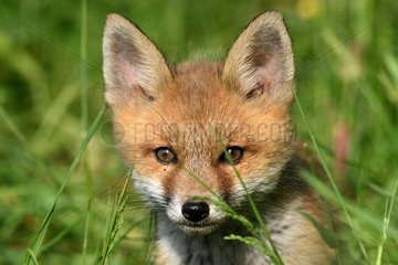 Red fox  cub  prairie portrait