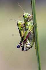 Grasshopper (Miramella subalpina)  Couple sitting on a grass in summer  In bog edge around La Bresse  Lorraine  France