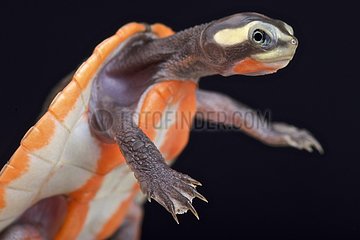 Red-bellied Shortneck Turtle (Emydura subglobosa)  Papua New Guinea
