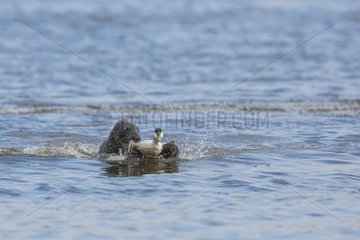 Grey seal (Halichoerus grypus) attacking a Common Eider (Somateria mollissima). Scotland