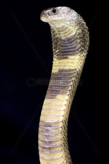 Oxus cobra (Naja oxiana)  Turkmenistan