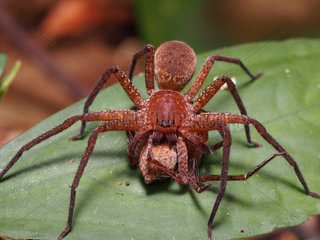 Huntsman spider on leaf - Tawau Hills Borneo Malaysia