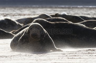 Grey seal (Halichoerus grypus)  Grey seal in a sand storm  England  Winter