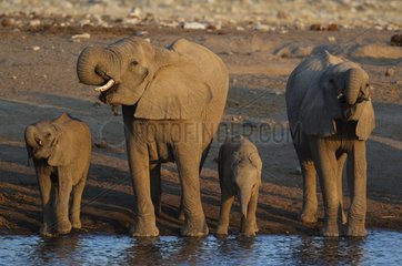 African Elephant (Loxodonta africana) - Breeding herd at a waterhole. In the evening. Etosha National Park  Namibia.