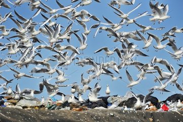 Gulls in the dump fly frantically to reach food in time before dozers bury it