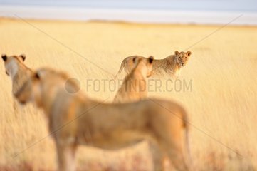 Lionesses in savanna  Etosha  Namibia