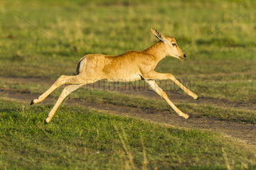 Topi new-born running in Savannah - Masai Mara Kenya