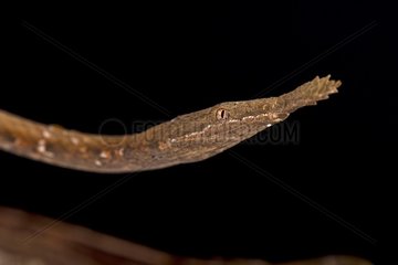 The Madagascar Leaf-nosed snake (Langaha madagascariensis) is a highly sexual dimorph species. Pictured here is the female.  Madagascar