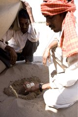 Checking of a freshwater Turtle clutch Uttar Pradesh
