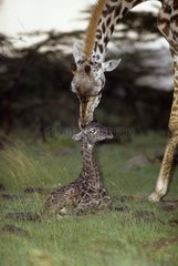 Birth of a Masai giraffe Kenya