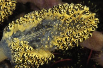 Stalked Ascidian exhibiting damage by Nembrotha feeding
