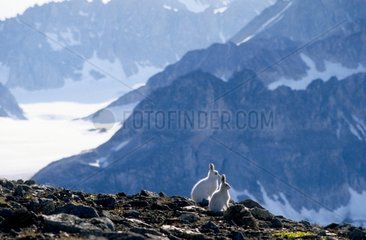 Arktische Hasen in Cape Hoegh Grönland