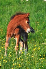 Franches-Montagnes foal in meadow Franche-Comte France
