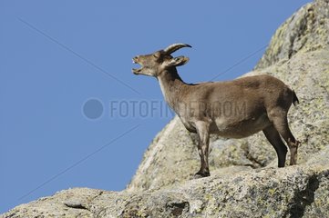 Spanische Ibex weiblich Sierra von Gredos Spanien