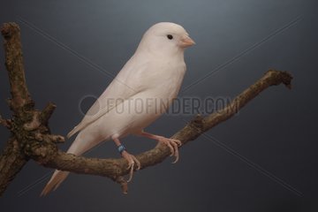 Recessive white Canary on a branch