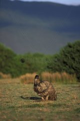 Emu squatted in grass Australia