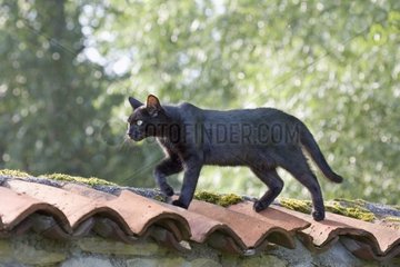 Schwarze Dachgassenkatze  die auf einem Fliesendach läuft
