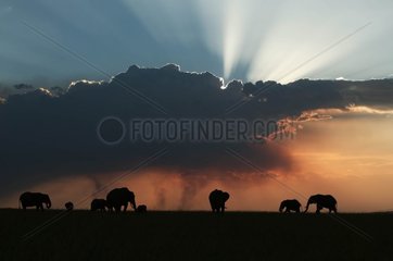 African elephants in the reserve of Masaï Mara Kenya