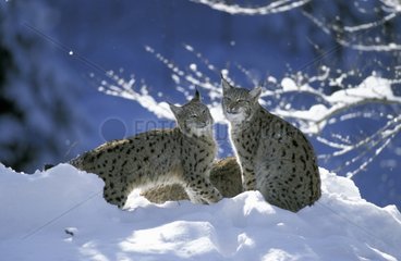 Couple de Lynx boréal dans la neige