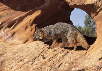 Grey Fox on a cliff Utah United States Of America